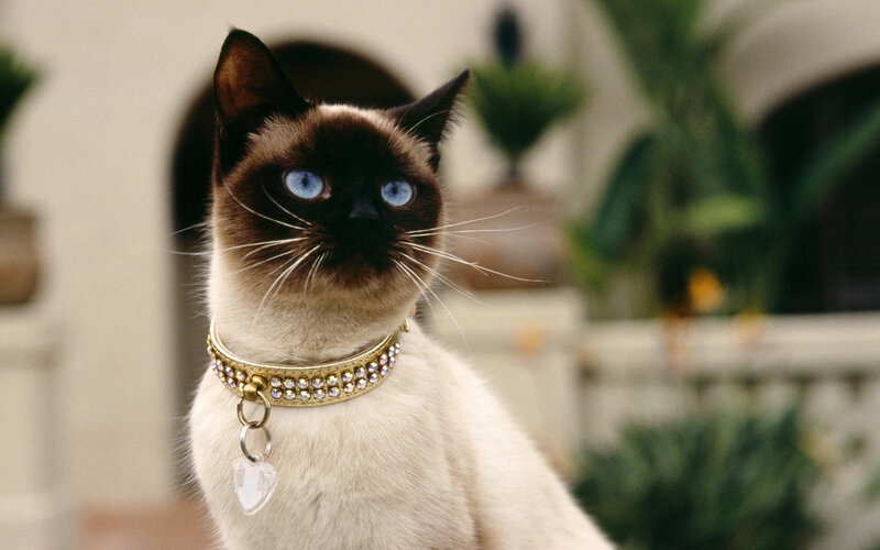 Siamese Cat with Collar — White