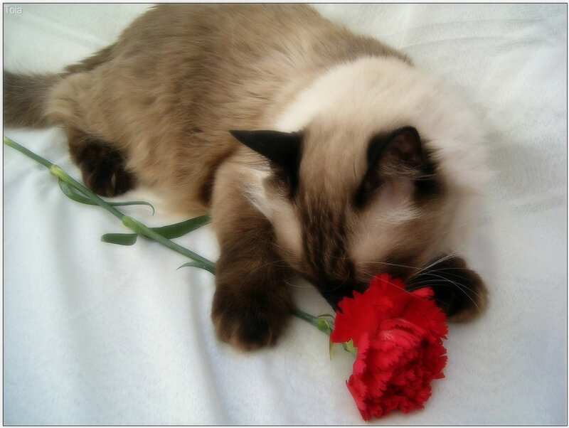 Siamese Cat with Flower