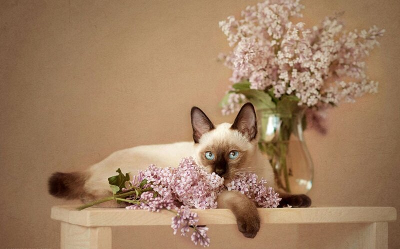 Siamese Cat with Flowers — Beige, Calm