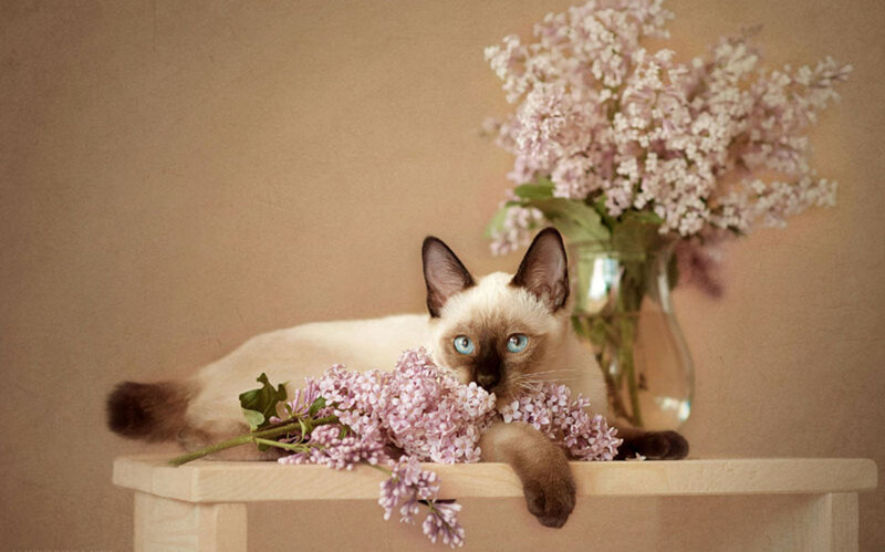 Siamese Cat with Flowers — Beige