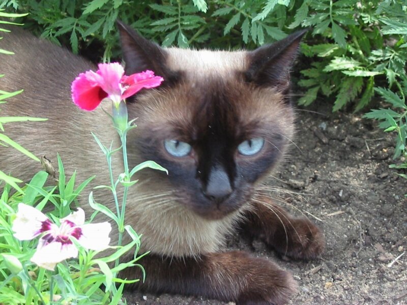Siamese cat with flowers