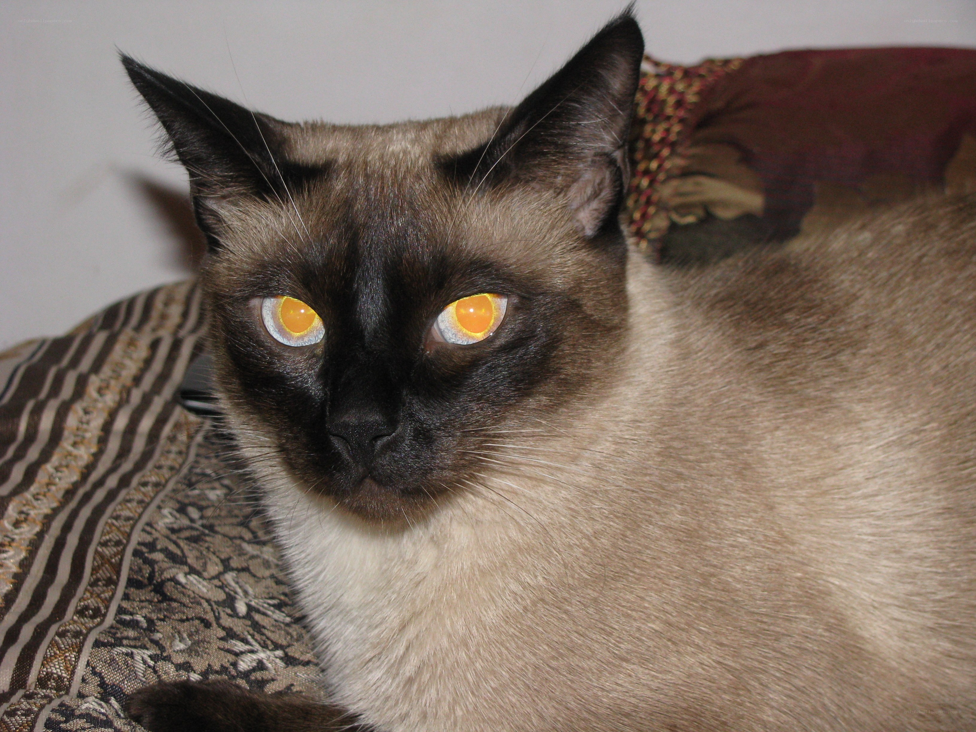 Siamese cat with glowing eyes