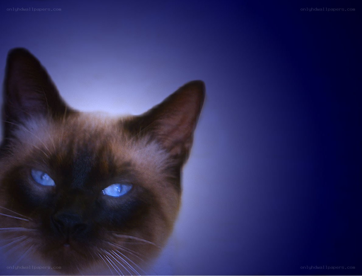 Siamese cat with glowing eyes