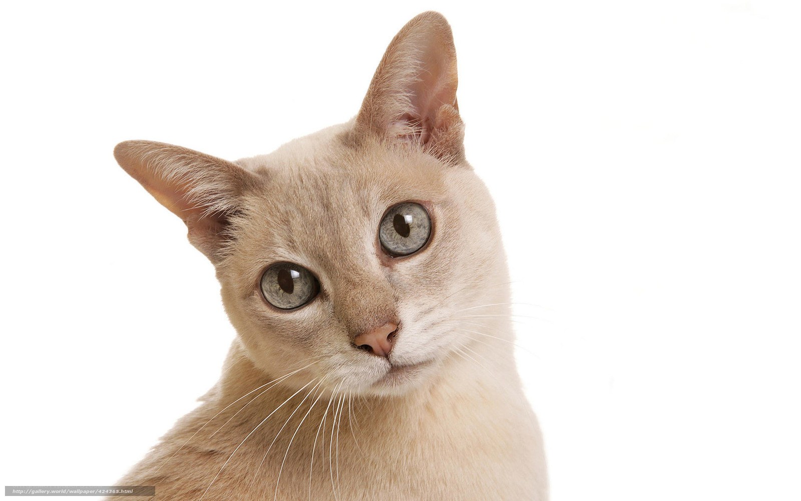 Siamese cat with green eyes