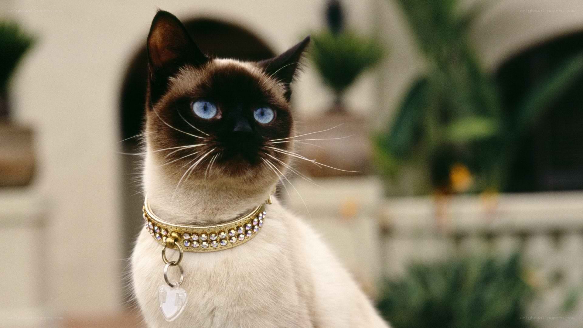 Siamese cat with jeweled collar