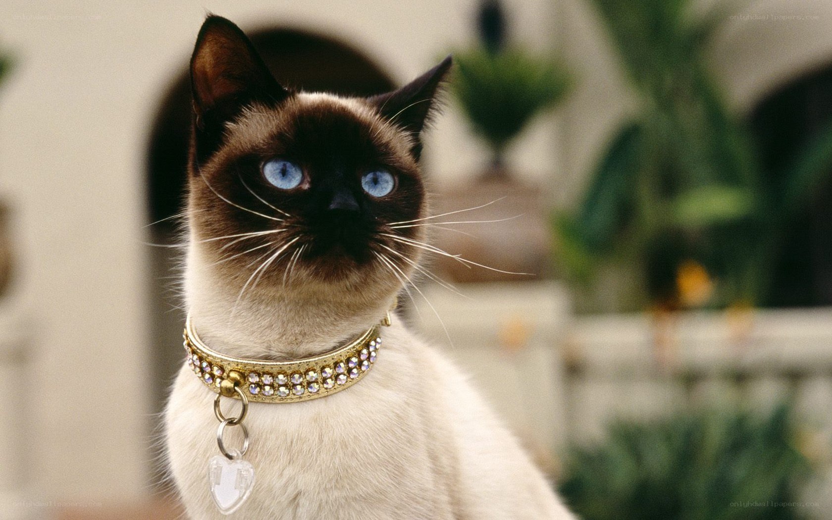 Siamese cat with jeweled collar