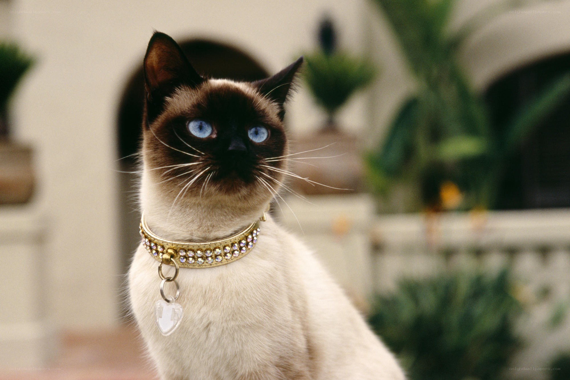 Siamese cat with jeweled collar