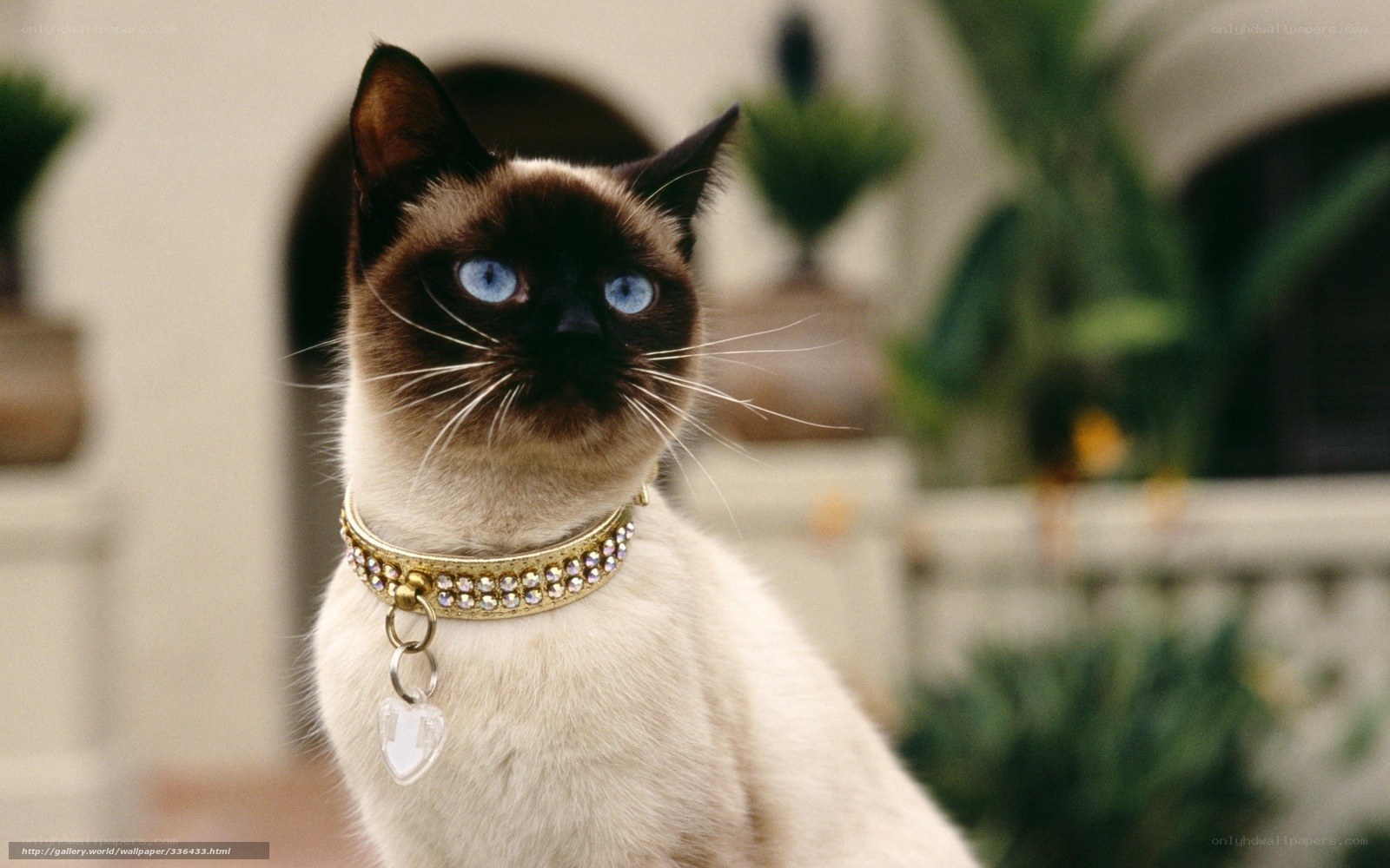 Siamese cat with jeweled collar