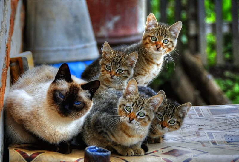 Siamese Cat with Kittens