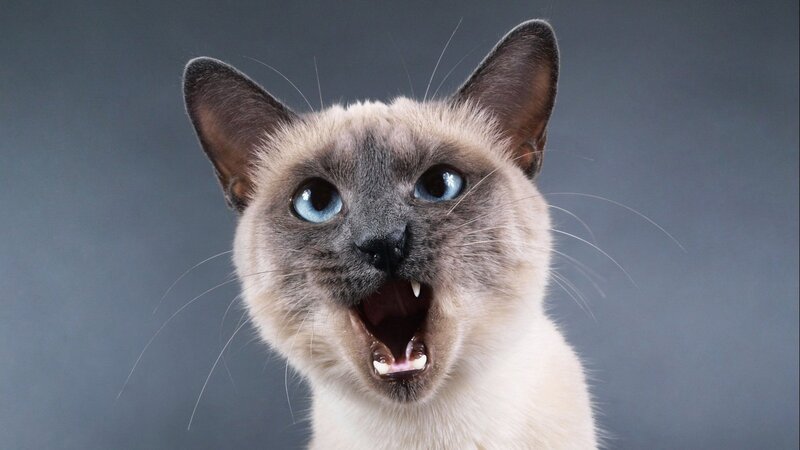 Siamese cat with open mouth