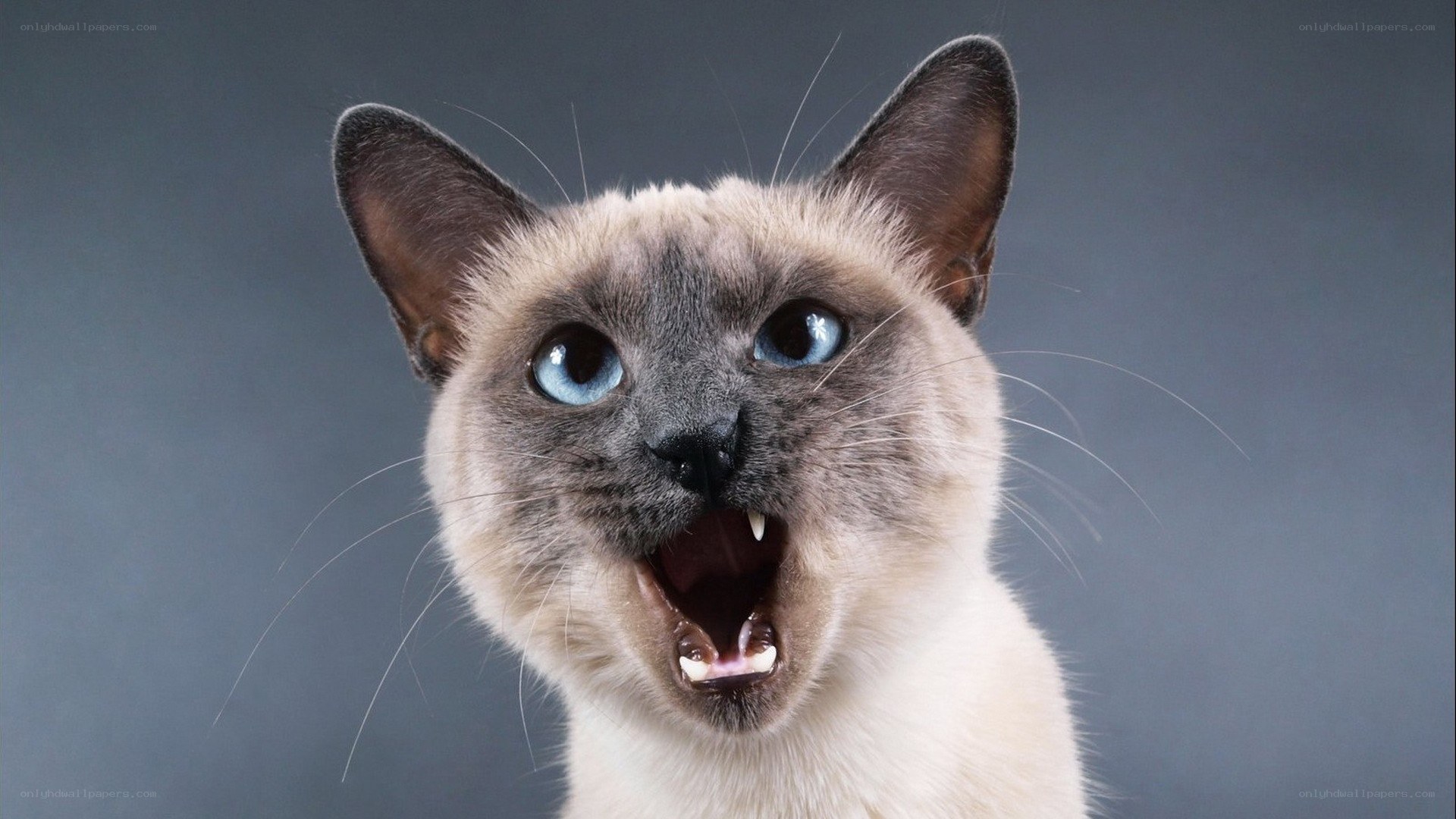 Siamese cat with open mouth