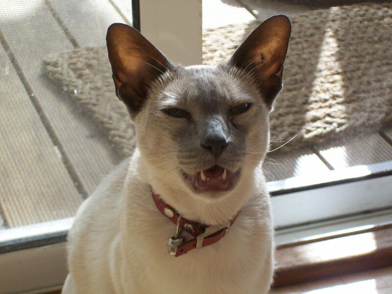 Siamese cat with open mouth