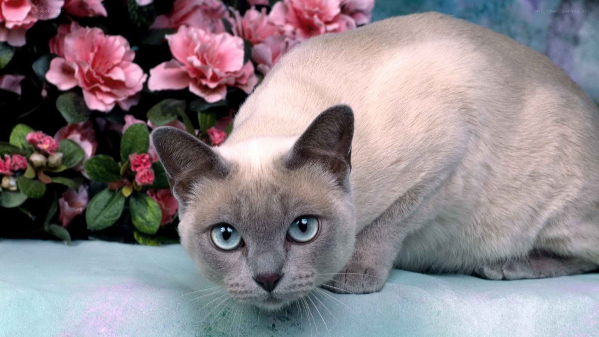 Siamese cat with pink flowers