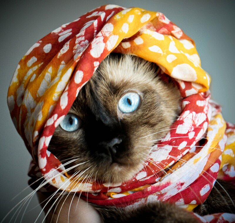 Siamese Cat with Scarf