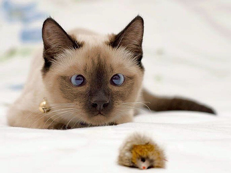 Siamese cat with toy mouse