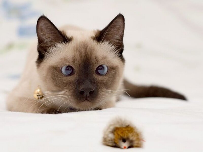 Siamese Cat with Toy
