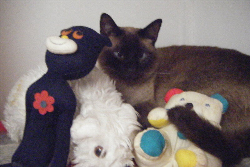 Siamese Cat with Toys