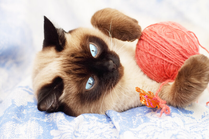 Siamese Cat with Yarn — Blue