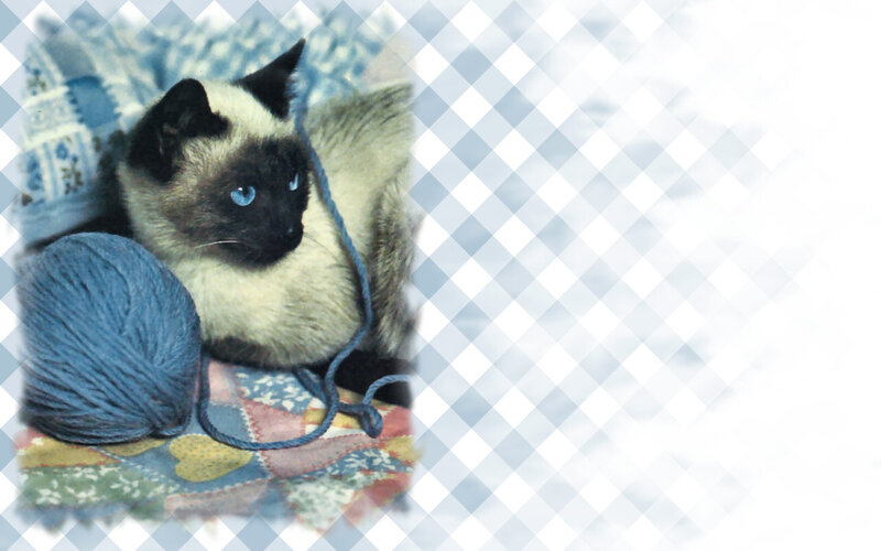 Siamese Cat with Yarn