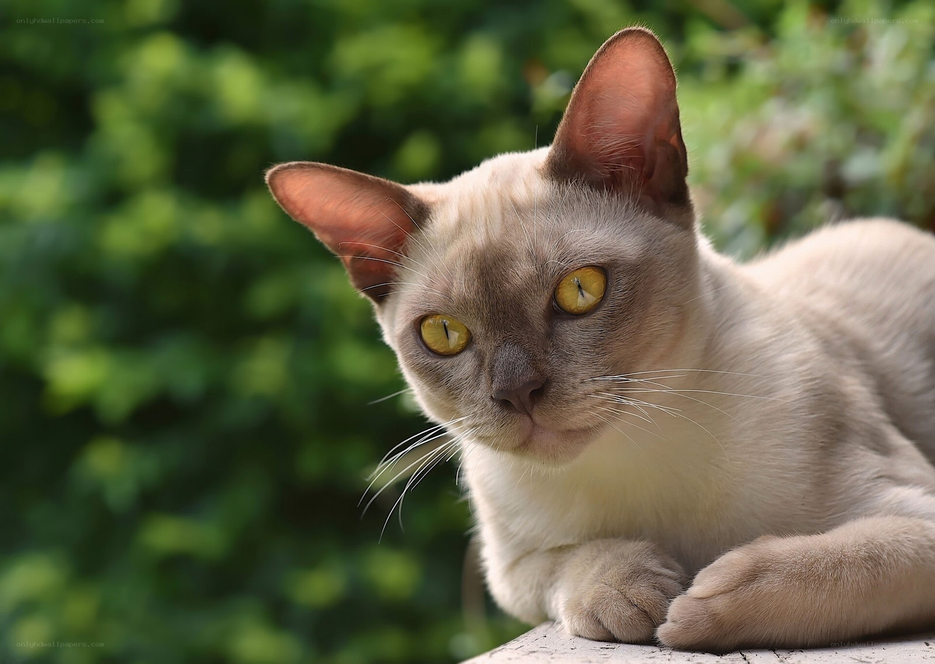 Siamese cat with yellow eyes