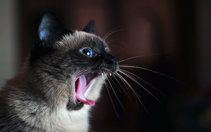 Siamese Cat Yawning — Brown