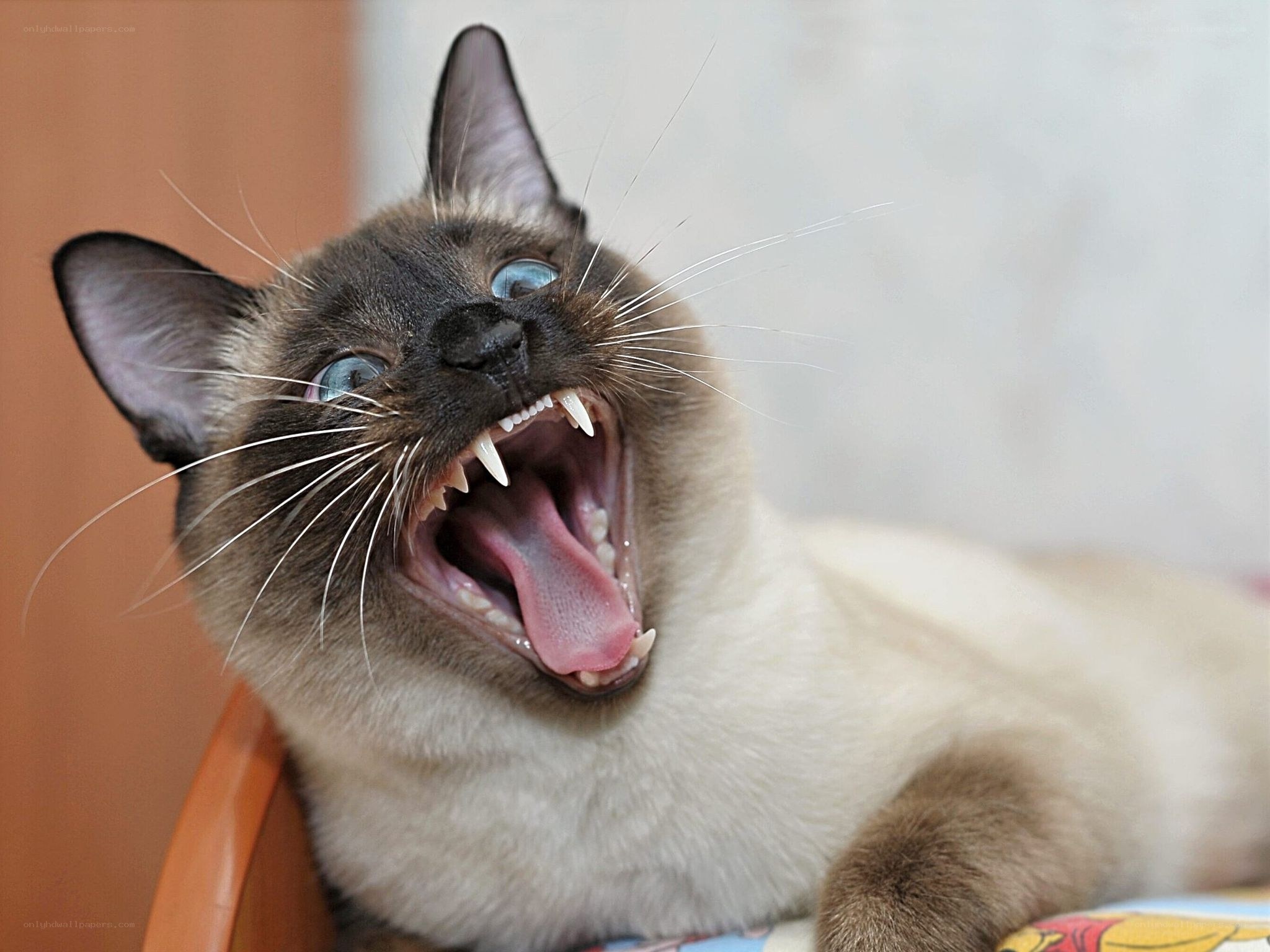 Siamese cat yawning widely