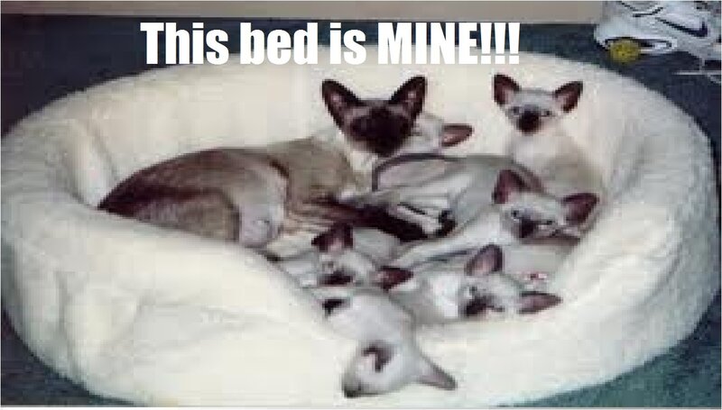Siamese Cats in Bed