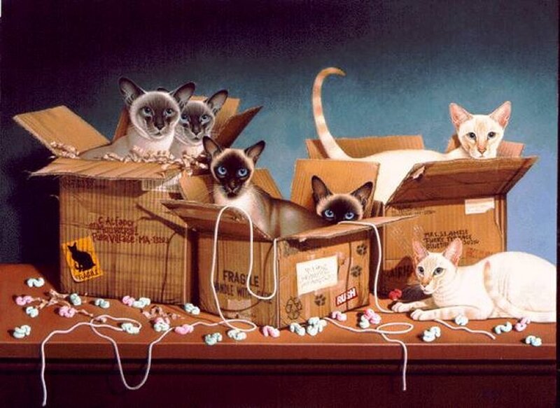 Siamese Cats in Boxes