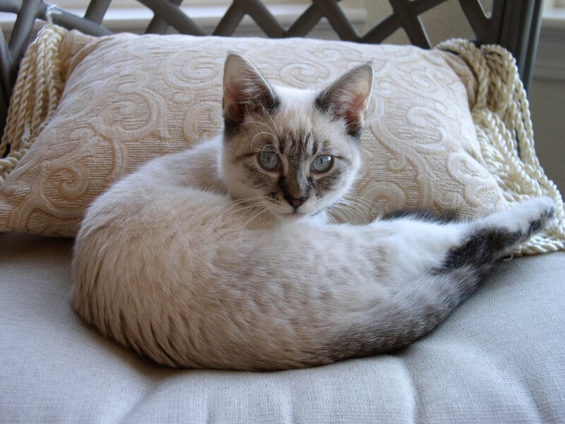 Siamese Kitten — Beige, Calm