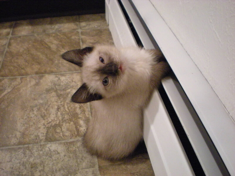 Siamese Kitten — Beige, Curious