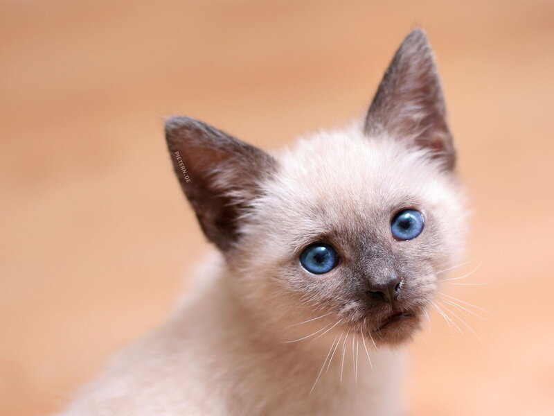 Siamese Kitten — Beige