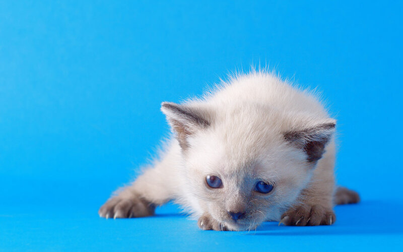 Siamese Kitten — Blue, Calm
