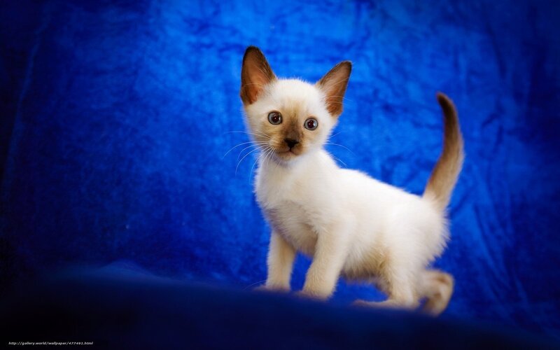 Siamese Kitten — Blue, Curious, Photograph