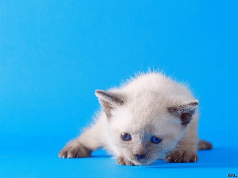 Siamese Kitten — Blue