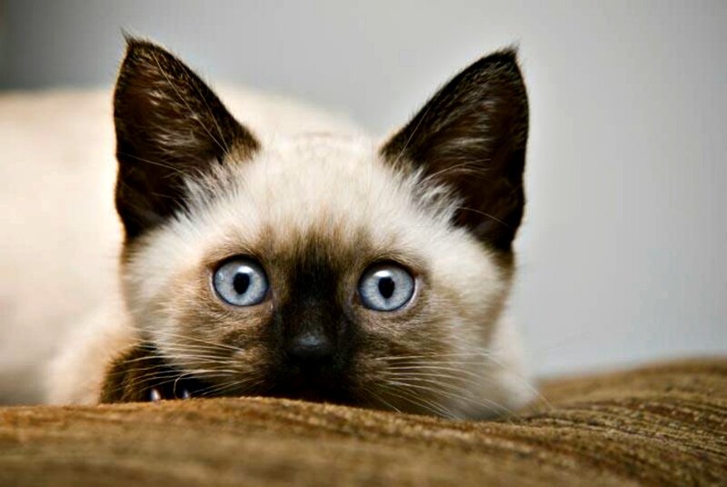 Siamese Kitten — Brown, Curious, Photograph