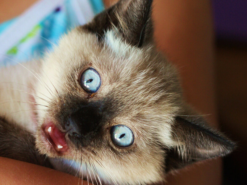 Siamese Kitten — Brown, Curious
