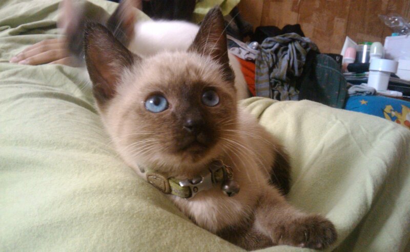 Siamese Kitten — Brown