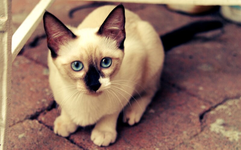 Siamese Kitten — Cream, Calm