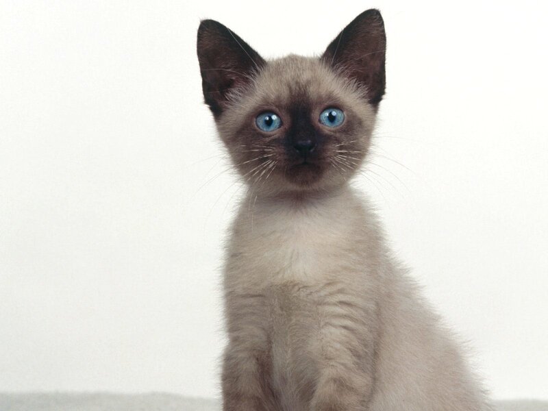 Siamese Kitten — Gray