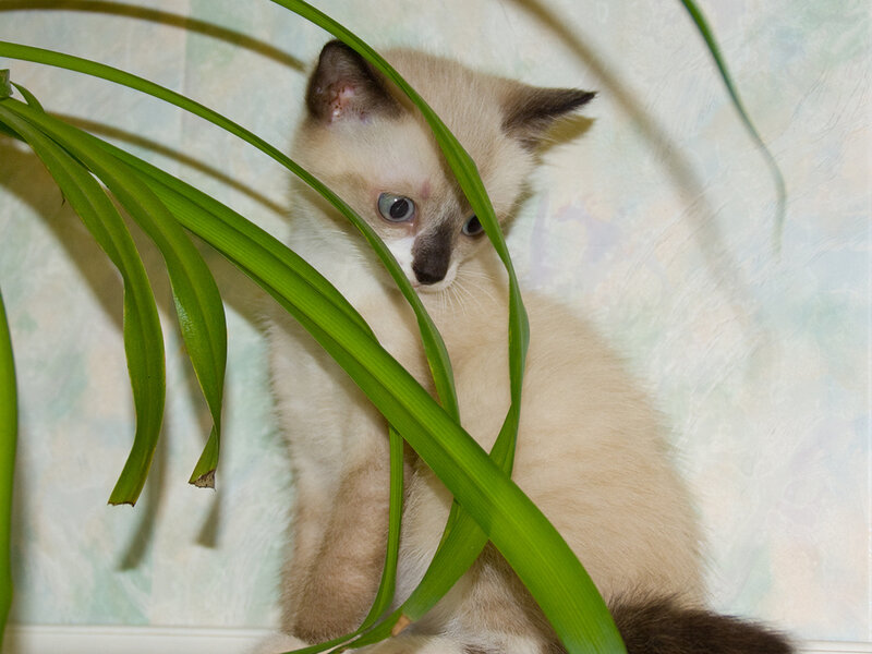 Siamese Kitten Hiding
