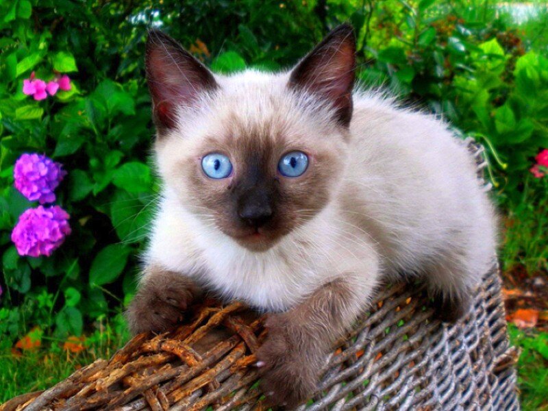 Siamese kitten in a basket
