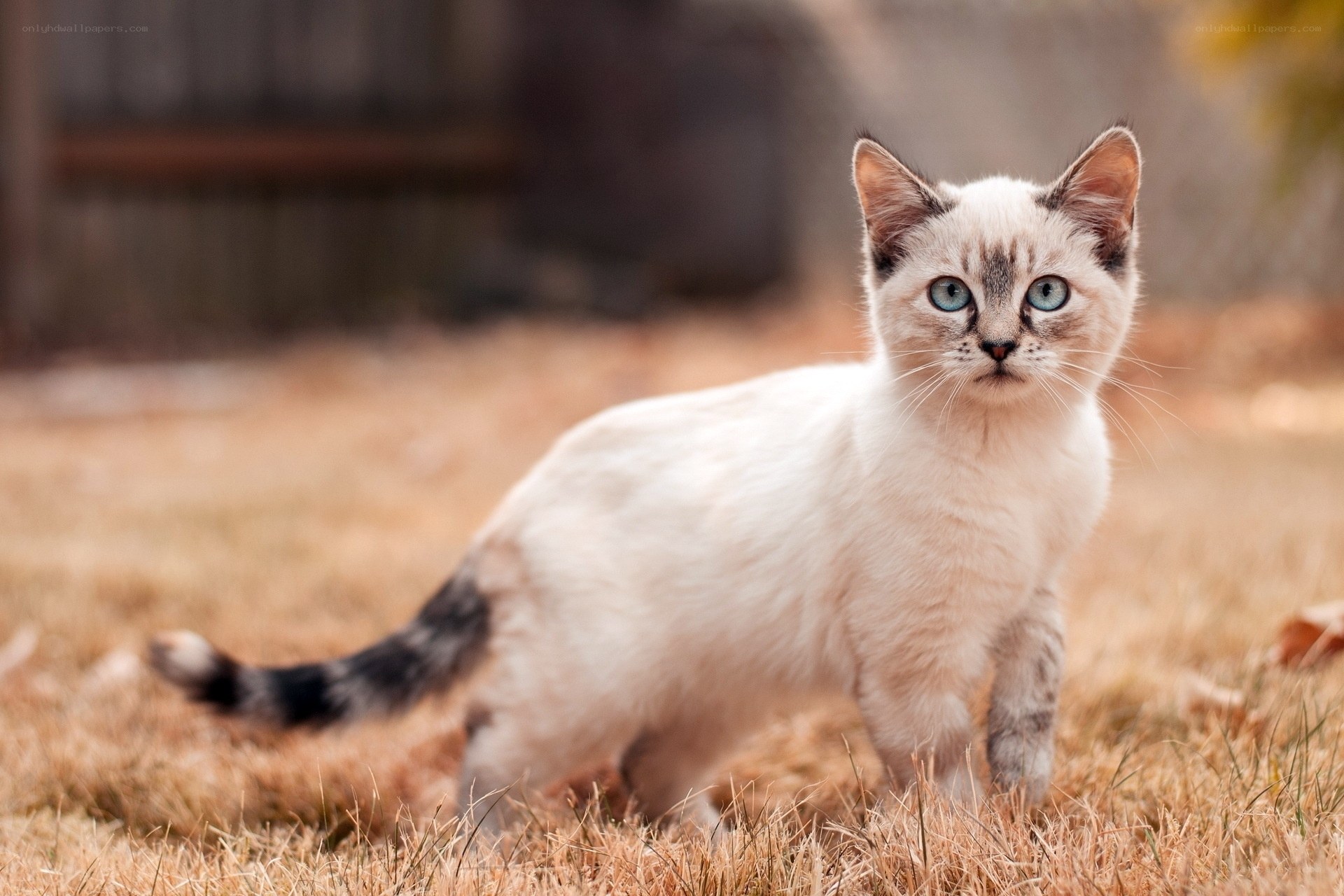Siamese kitten in autumn grass