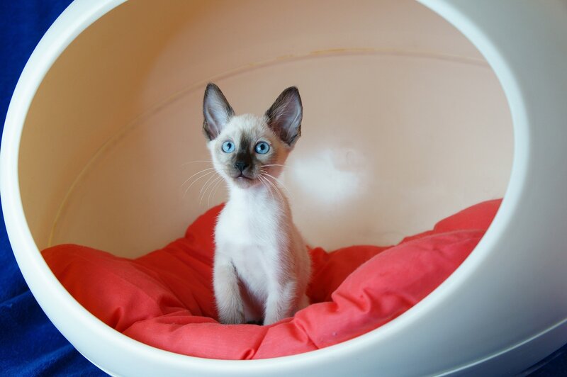 Siamese Kitten in Bed — White