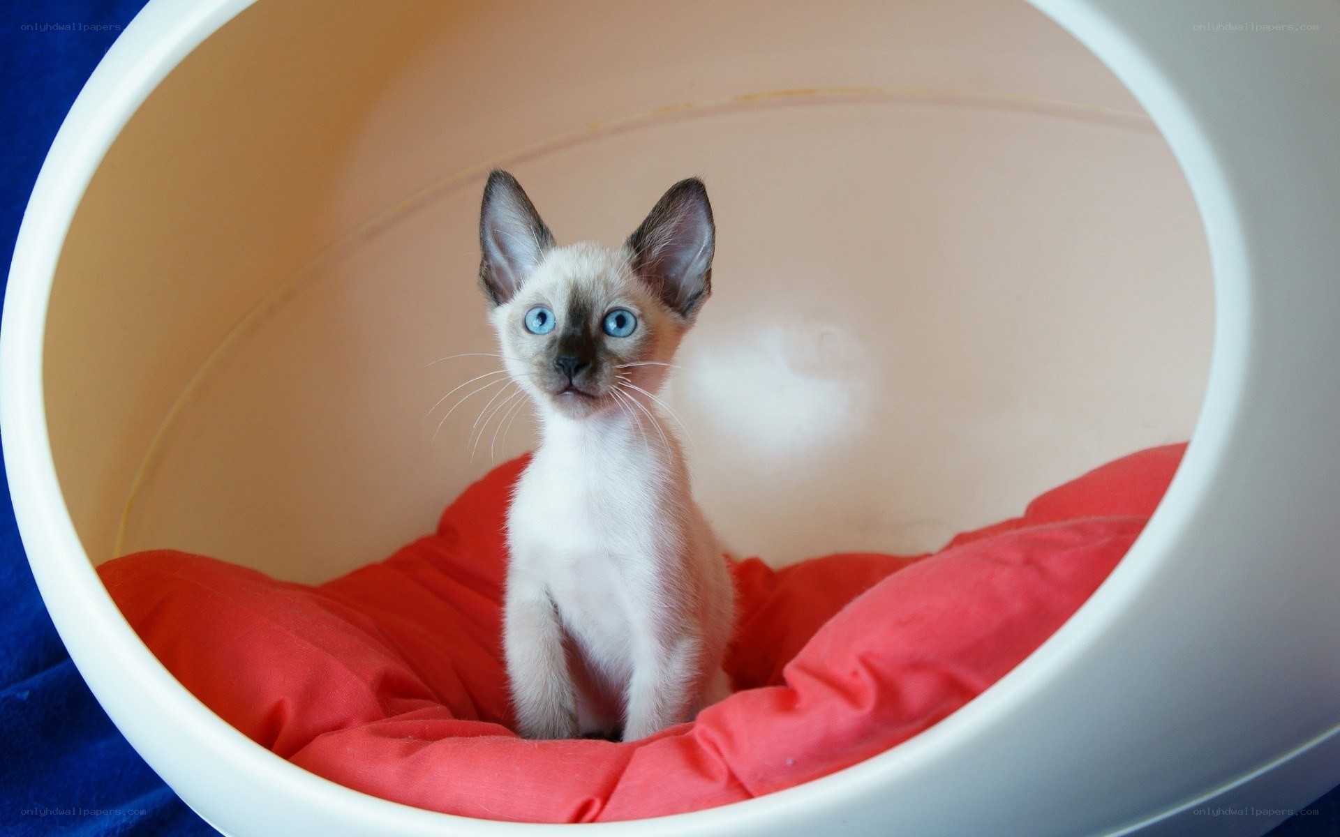 Siamese kitten in cozy bed