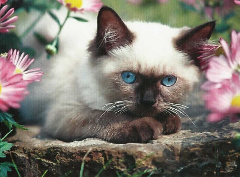 Siamese Kitten in Flowers — White