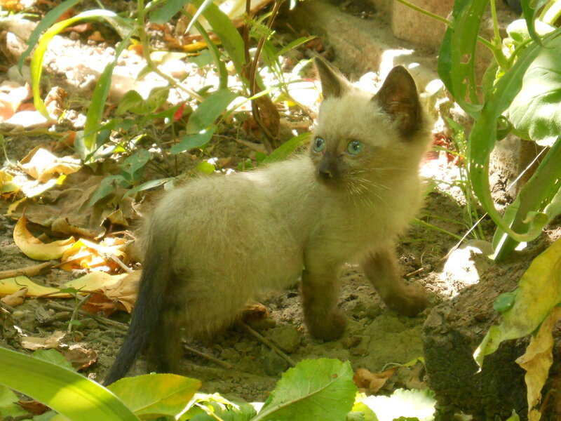 Siamese Kitten in Garden — Green