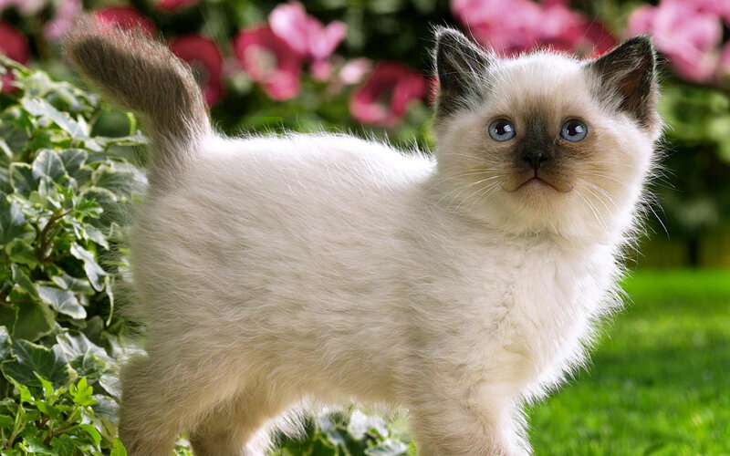 Siamese Kitten in Garden — White