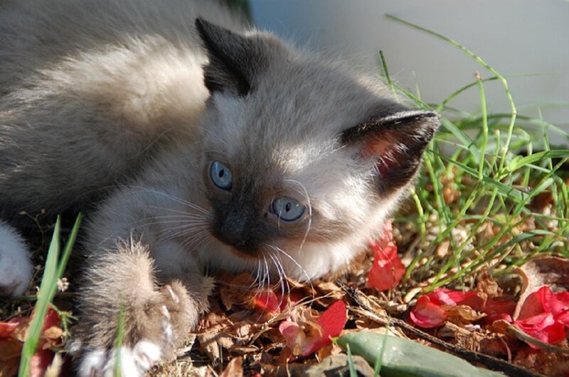 Siamese Kitten in Grass — Gray