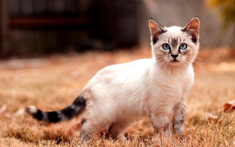 Siamese Kitten in Grass — White