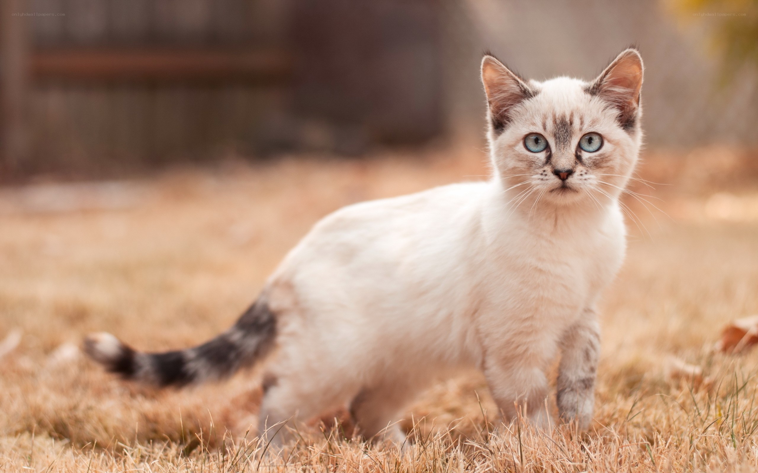 Siamese kitten in grass